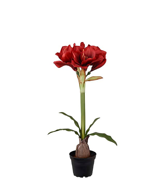 Amaryllis red potted 50 cm
