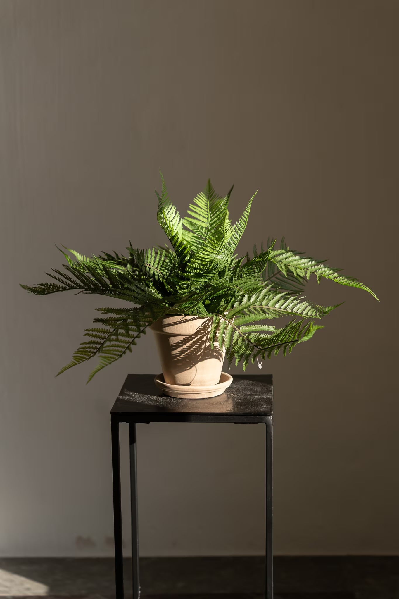 Fern in pot 50 cm