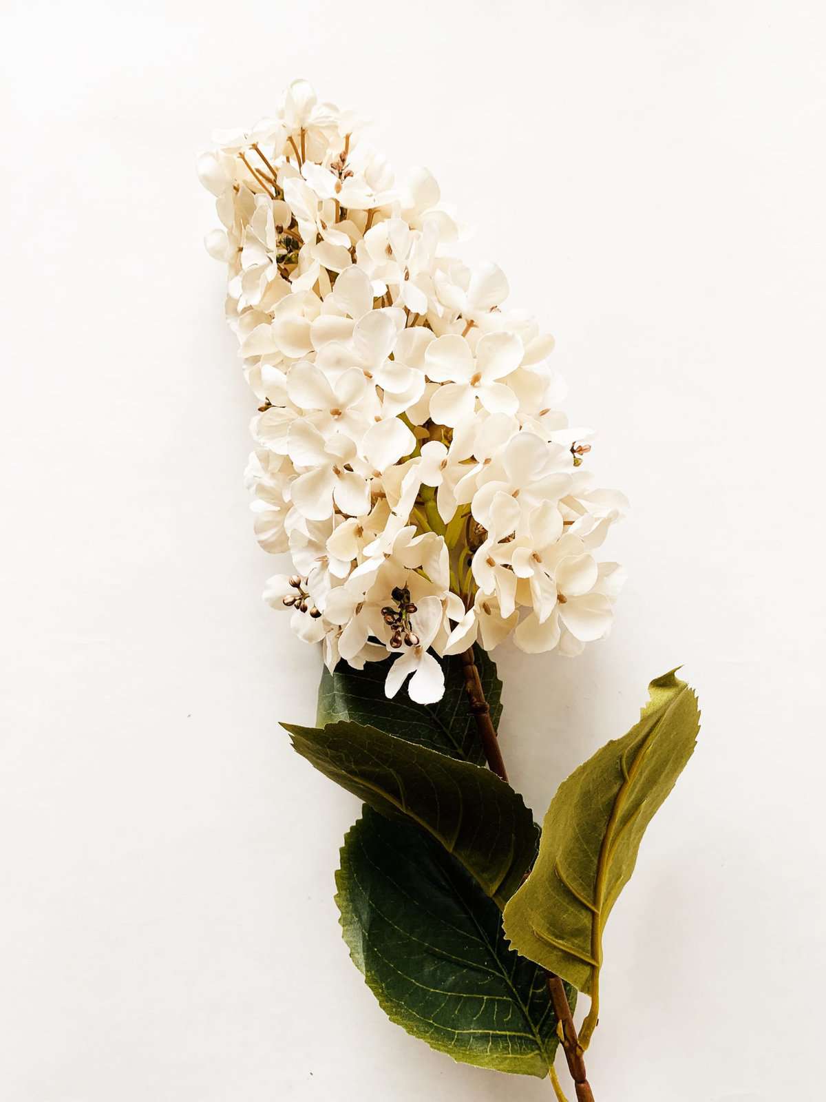 Syrinhortensia krem 82 cm