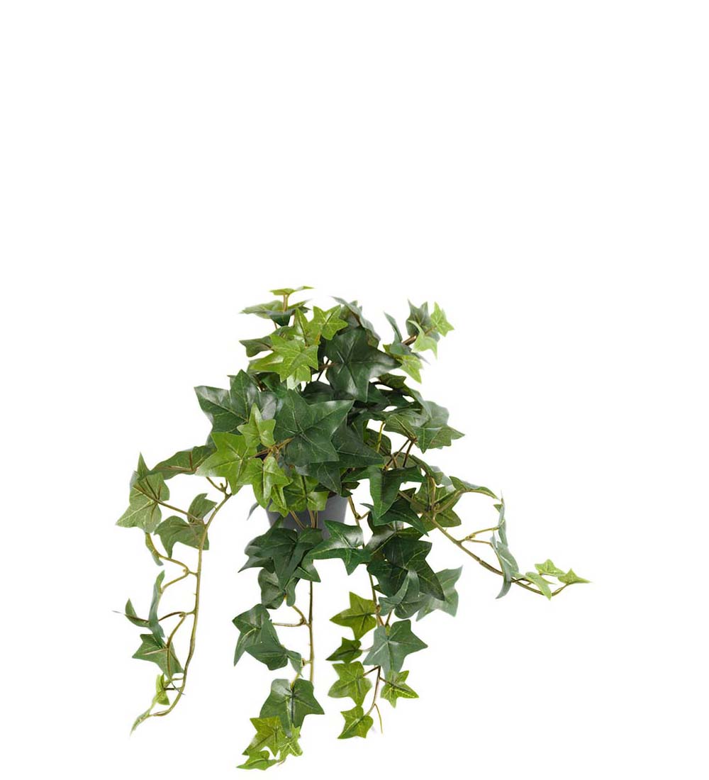 Ivy hanging plant in pot 30 cm
