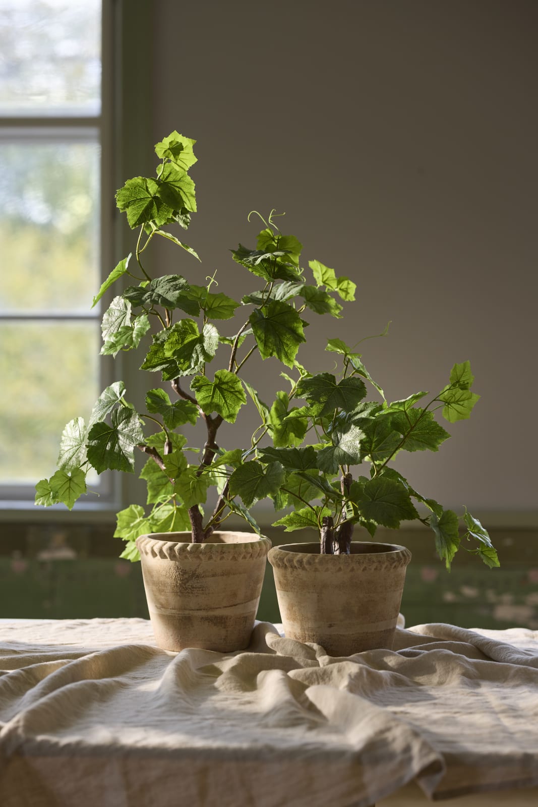 Grapevine in pot 55 cm
