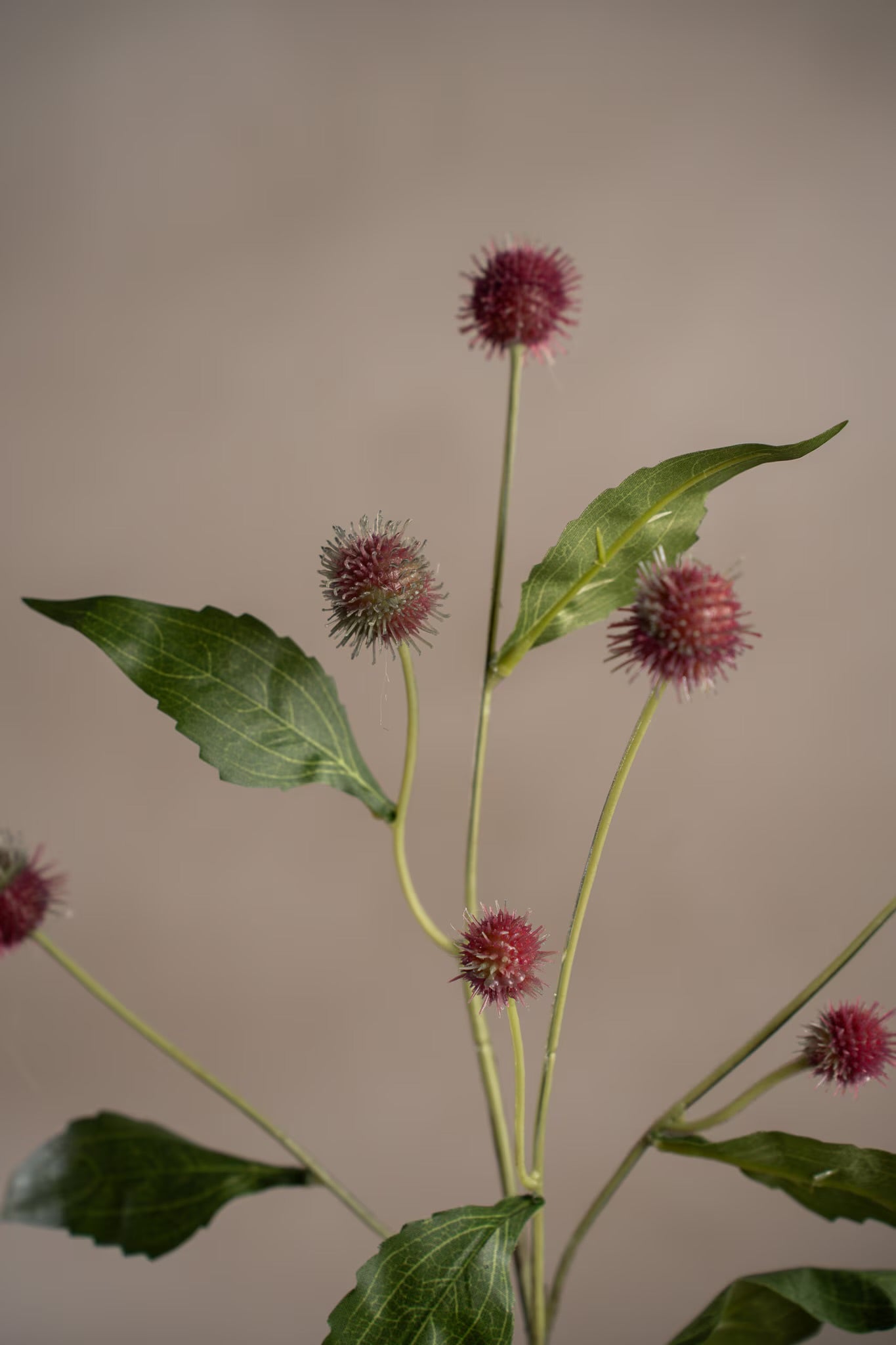 Thistle burgundy 58 cm