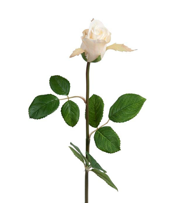 Rose white 50 cm