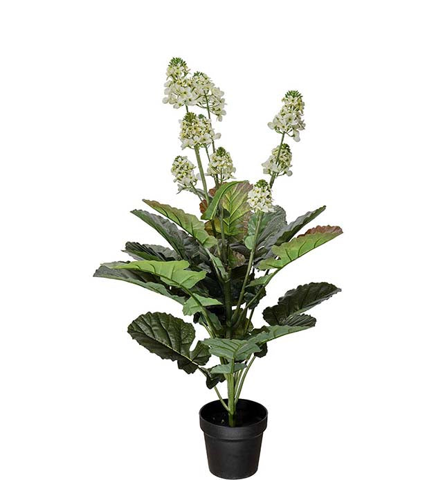 Kålblomst i potte 105 cm