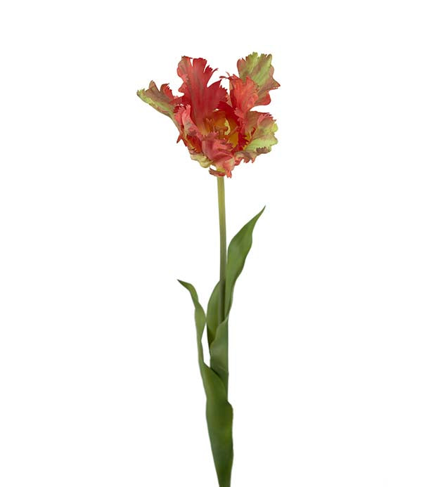 Papegøye tulipan orange 70 cm