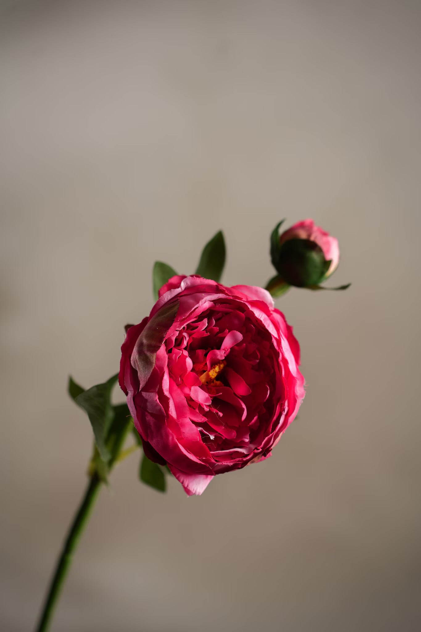 Peon fuchsia rosa 58 cm