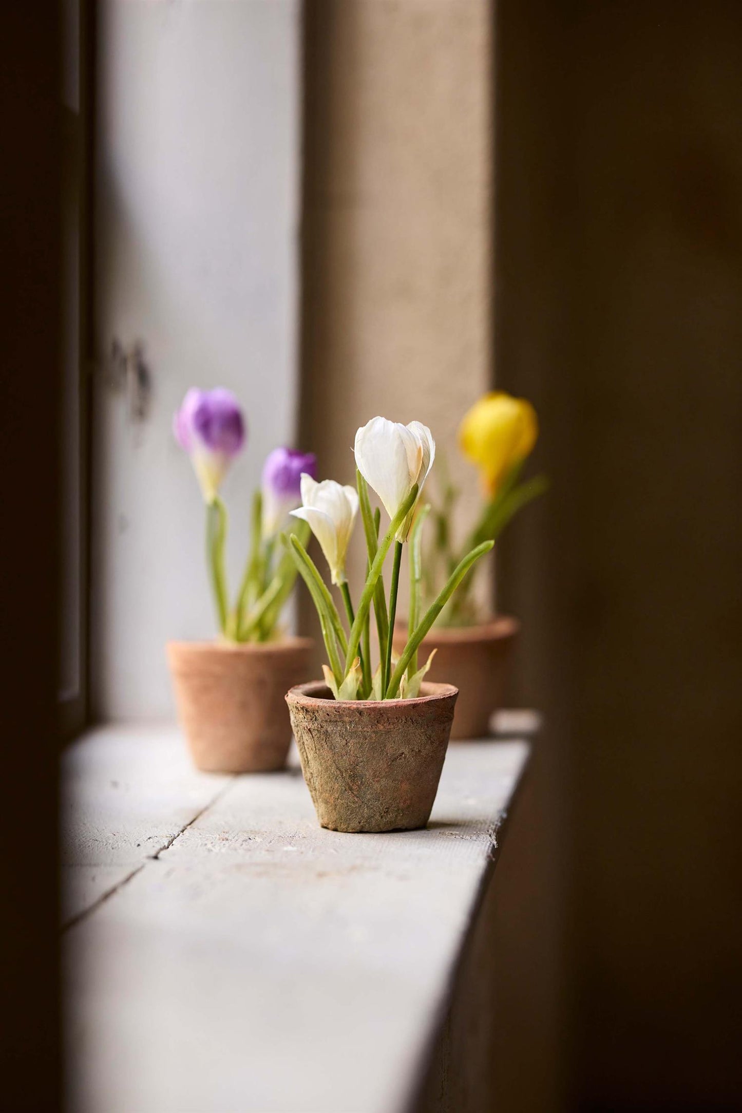 Crocus i potte 20 cm