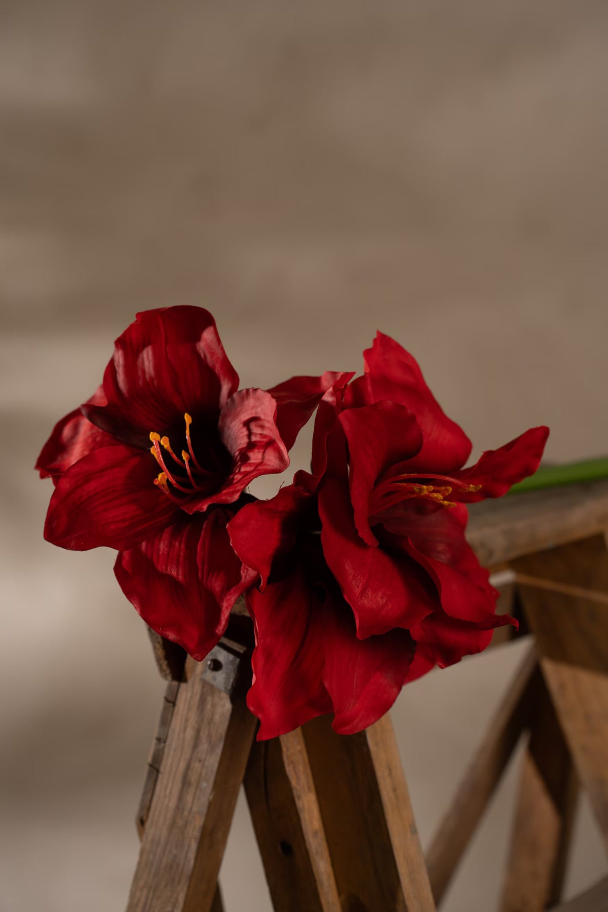 Amaryllis red 65 cm