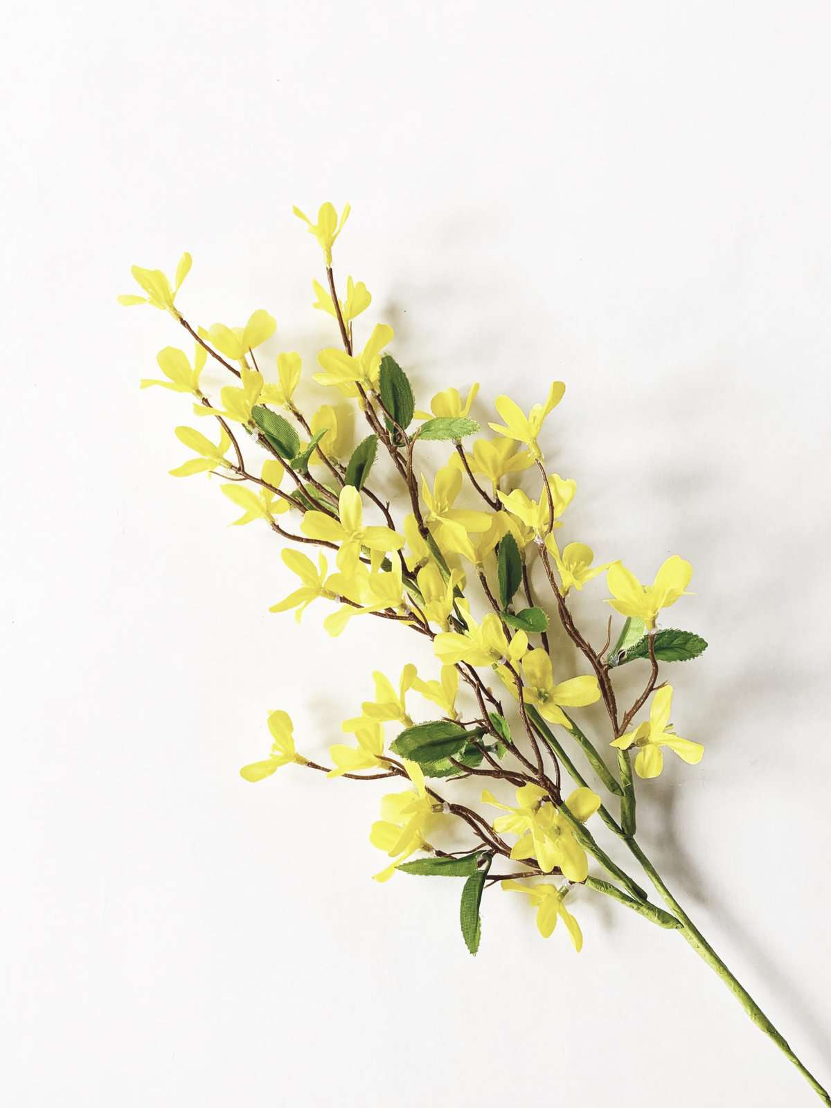 Forsythia 50 cm