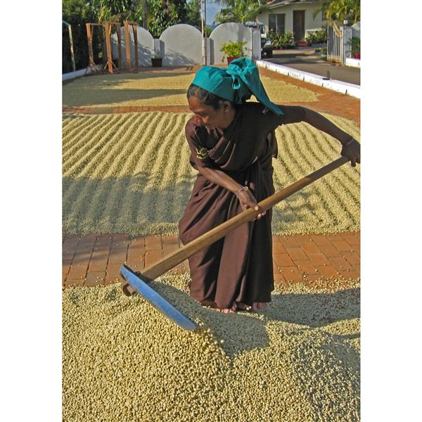 Malabar Monsooned Coffee Filter Ground 250 grams