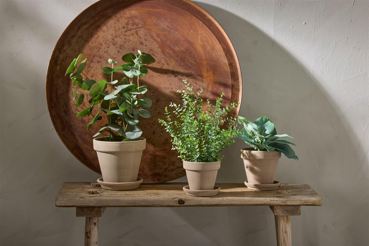 Potted eucalyptus 55 cm