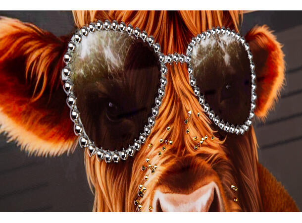 Bilde lerretstrykk Okse Gangster 82x82 cm