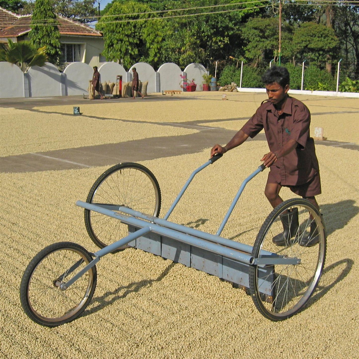 Malabar Monsooned kaffe hele bønner 250 gram