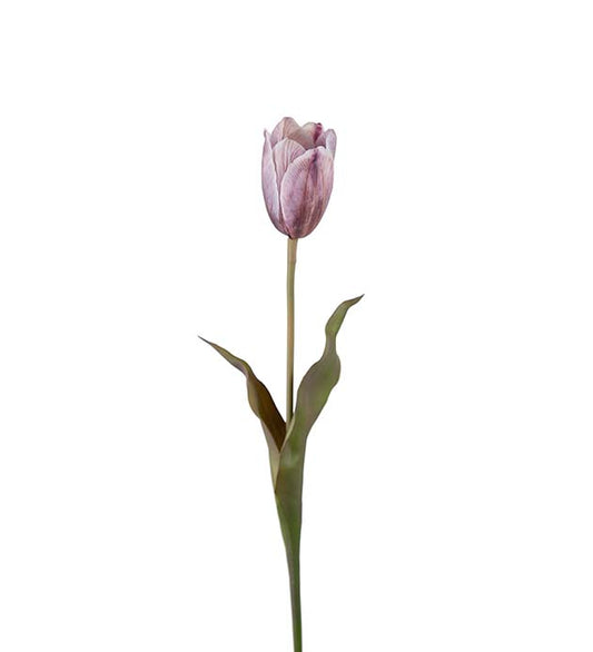 Tulipan 58 cm