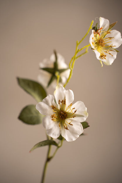 Japanese climbing rose white 35 cm