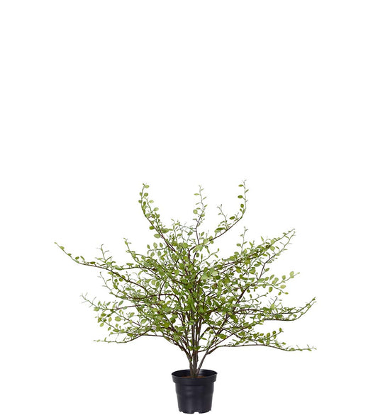 Muehlenbeckia i potte 50 cm