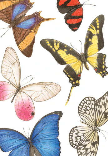 Kort m/konvolutt Butterflies