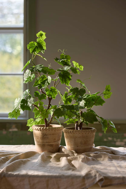 Drueplante i potte 90 cm