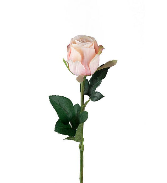 Rose rosa 50 cm