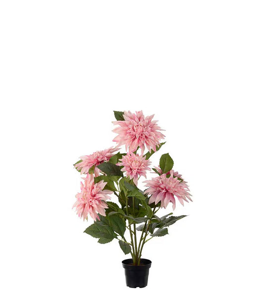 Dahlia i potte lys rosa 56 cm