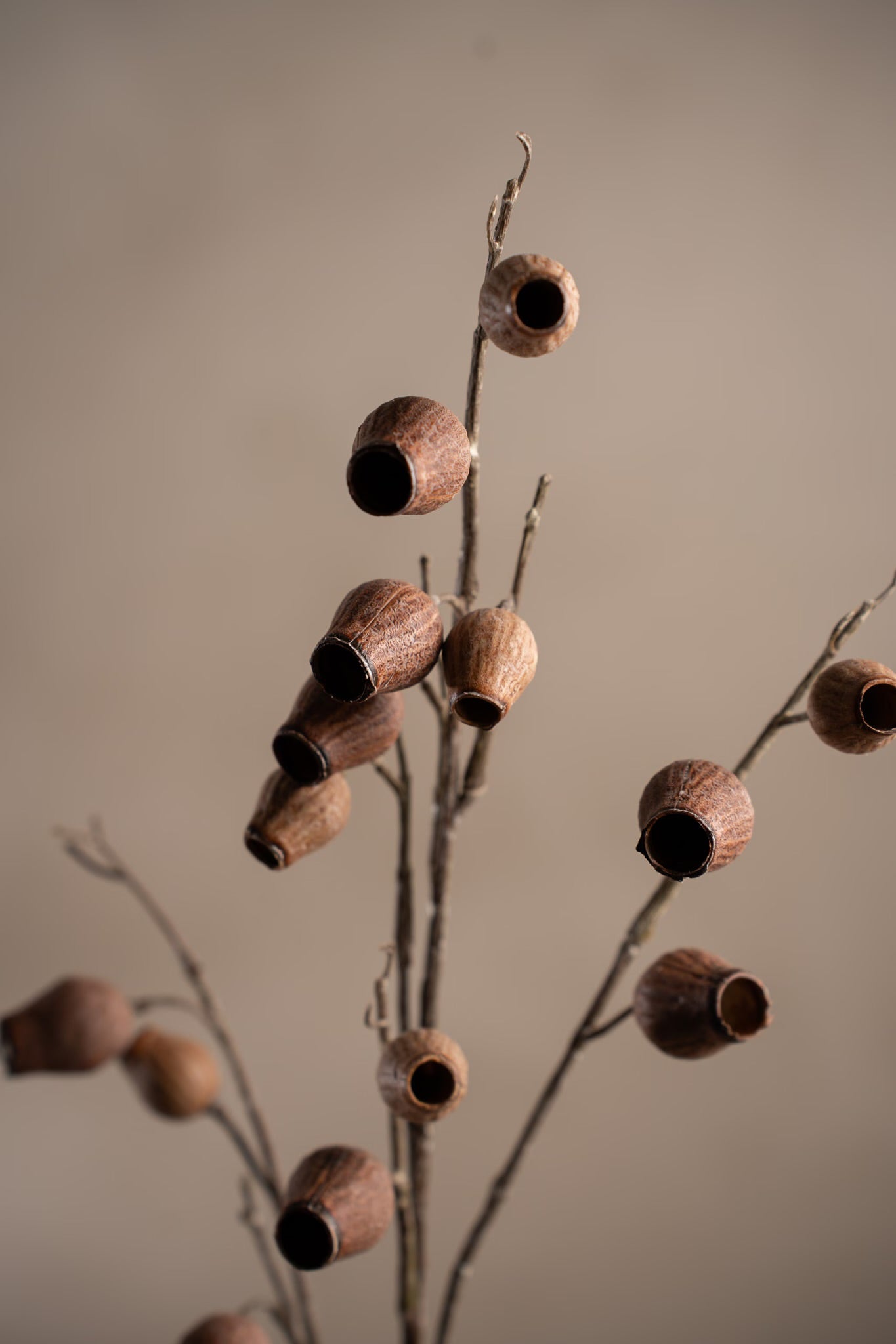 Seed pod brown 60 cm