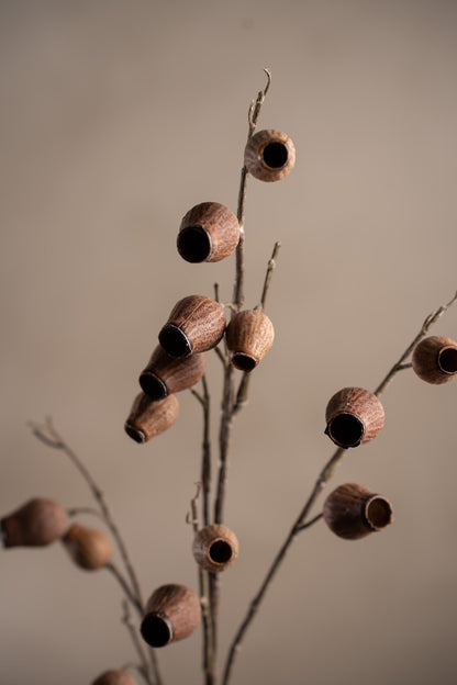 Seed pod brown 60 cm