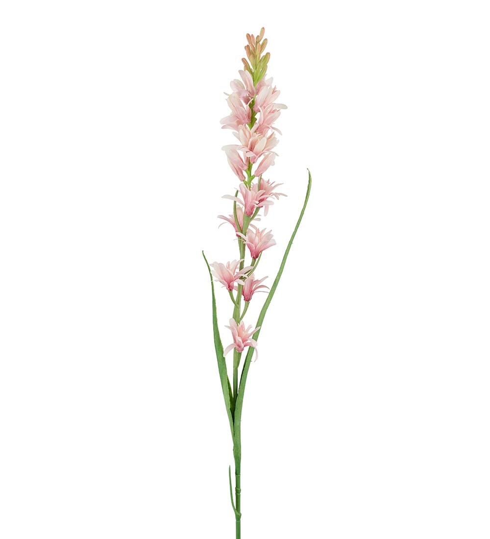 Tuberose rosa 90 cm