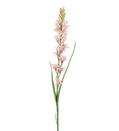 Tuberose rosa 90 cm