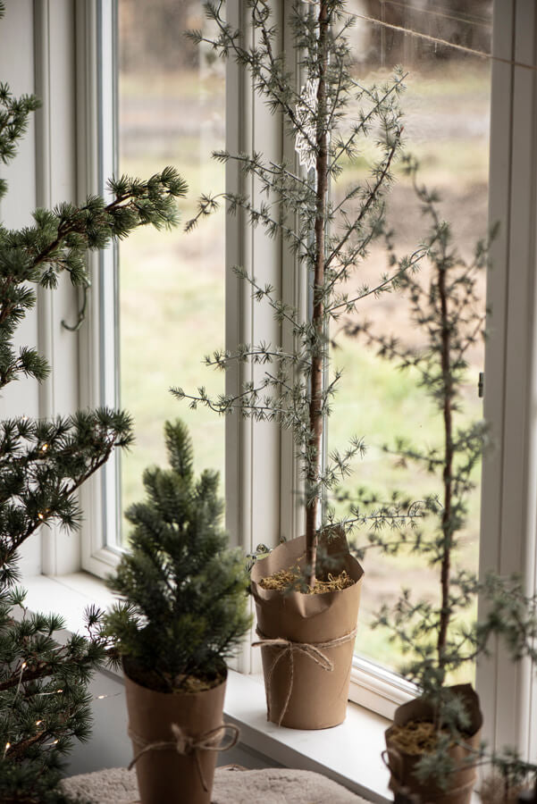 Sedertre i potte 75 cm