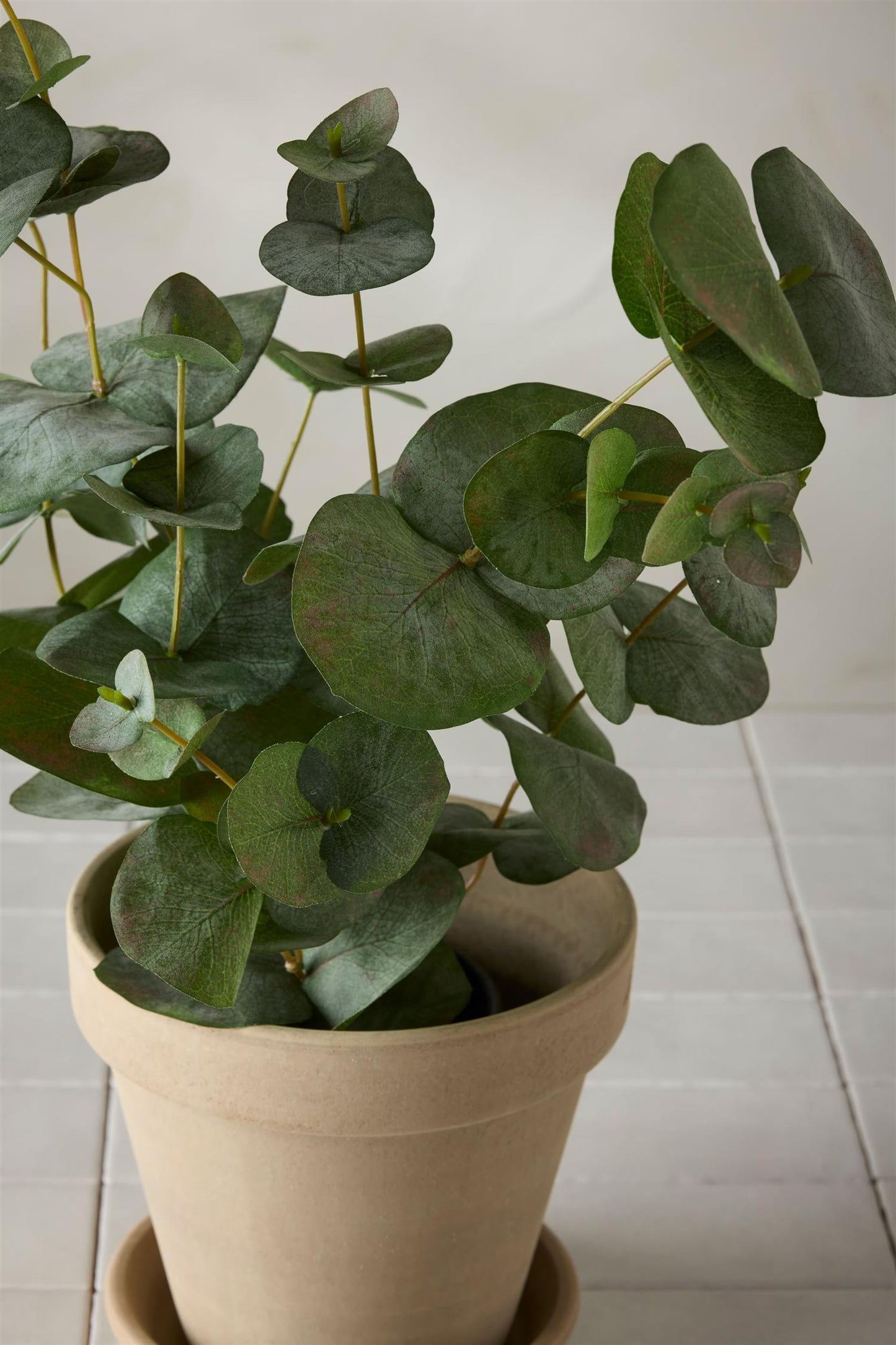 Eucalyptus i potte 55 cm