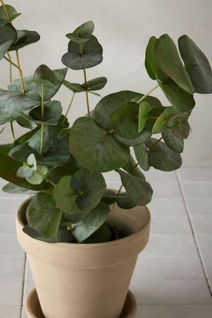 Eucalyptus i potte 55 cm