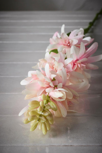 Tuberose rosa 90 cm