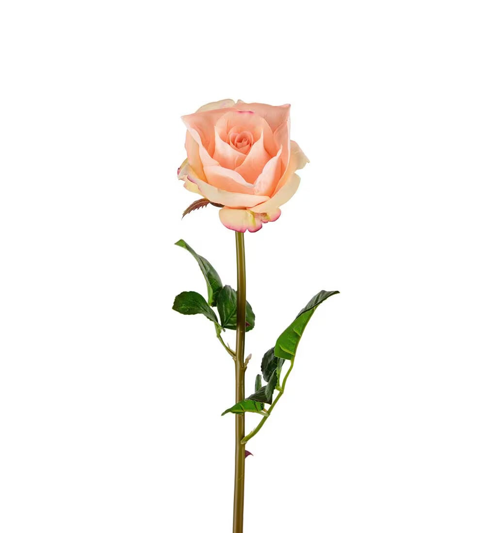 Rose apricot 65 cm