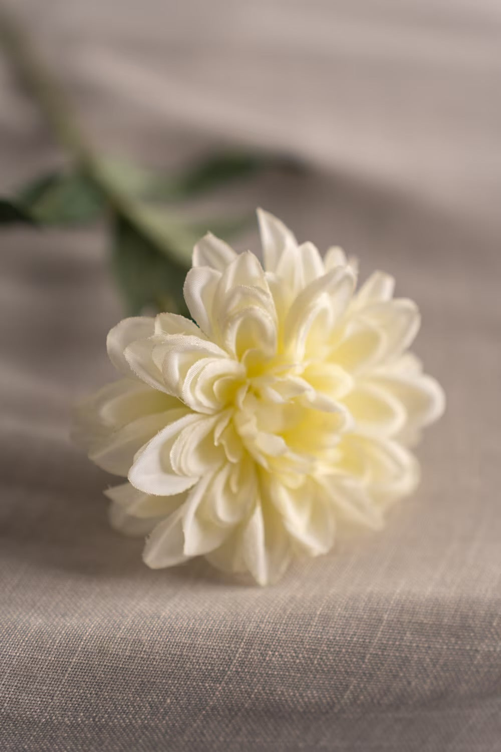 Zinnia beige 45 cm