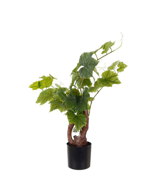 Drueplante i potte 55 cm