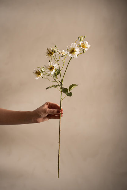 Japansk klatrerose hvit 65 cm