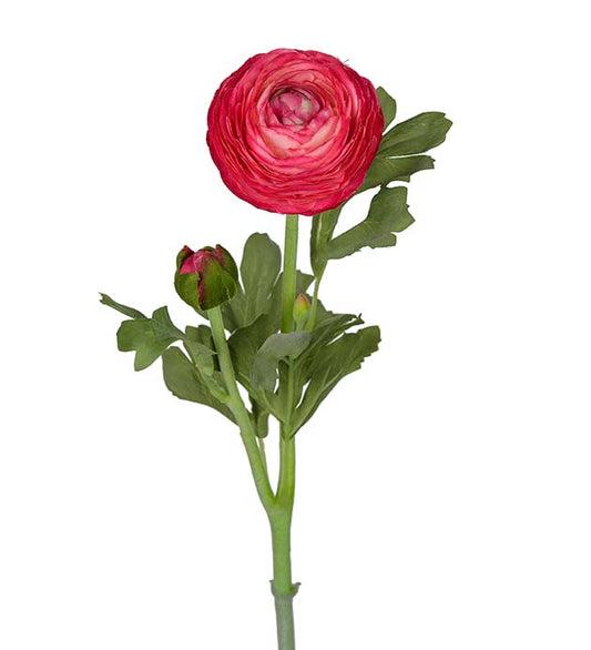 Ranunkel cerise 50 cm
