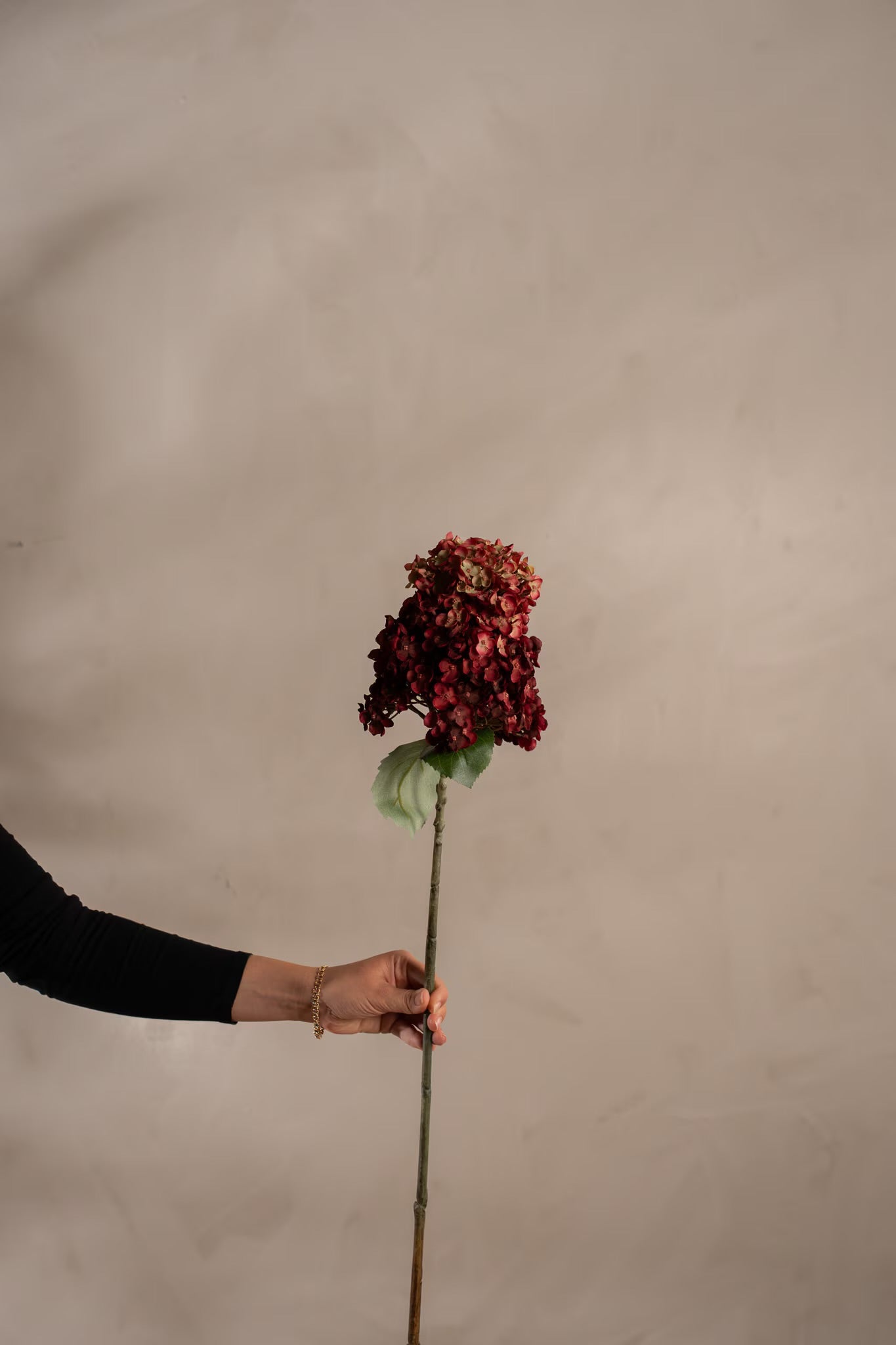 Panicle Hydrangea burgundy 84 cm