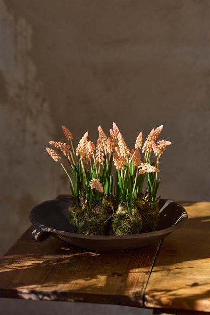 Pink Grape Hyacinth 25 cm