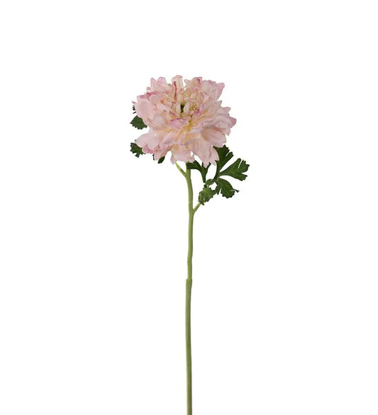 Ranunculus pink 60 cm