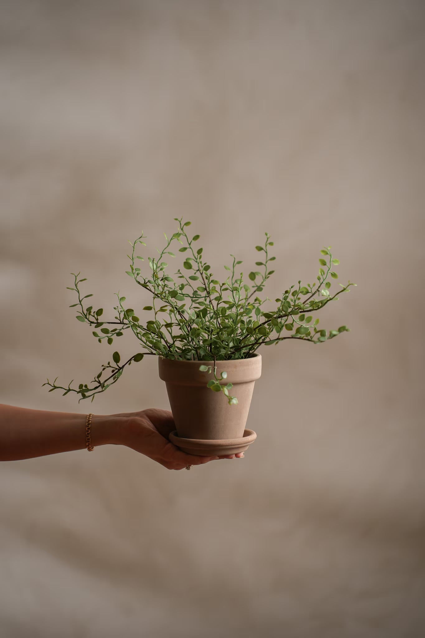 Muehlenbeckia in pot 25 cm