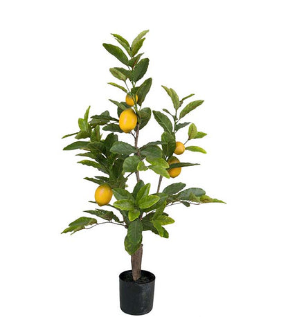 Potted lemon tree 90 cm