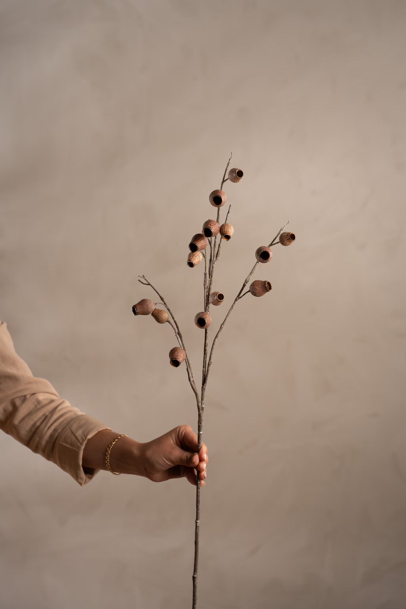 Seed pod brown 60 cm