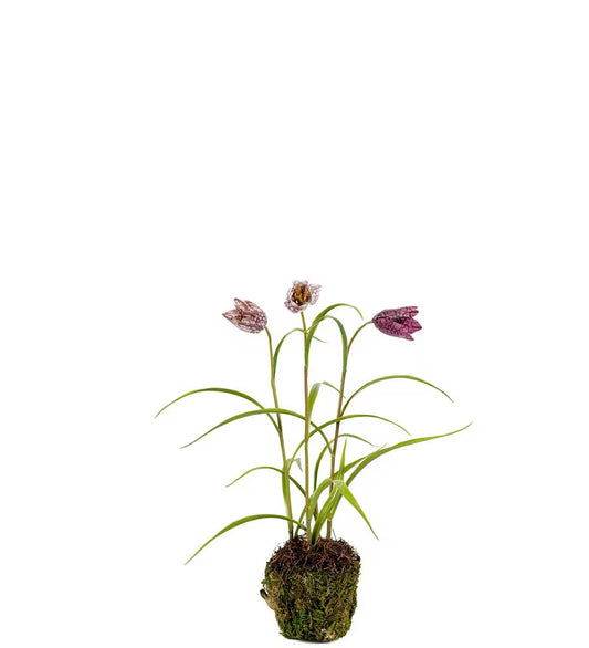 Fritillaria aubergine 30 cm