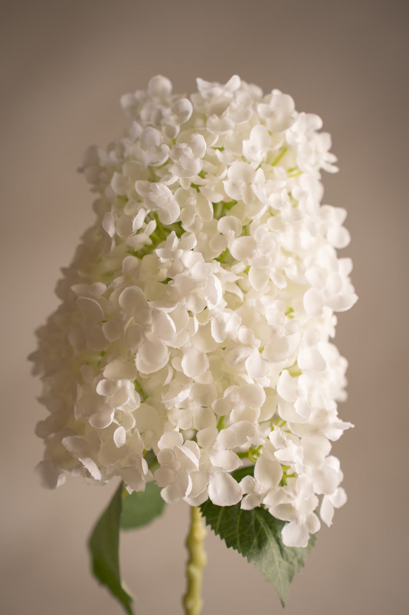 Hydrangea paniculata white 84 cm