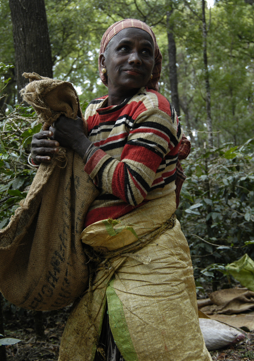India Merthi Mountain kaffe hele bønner 250 gram