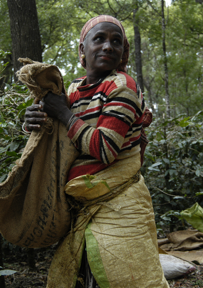 India Merthi Mountain kaffe hele bønner 250 gram