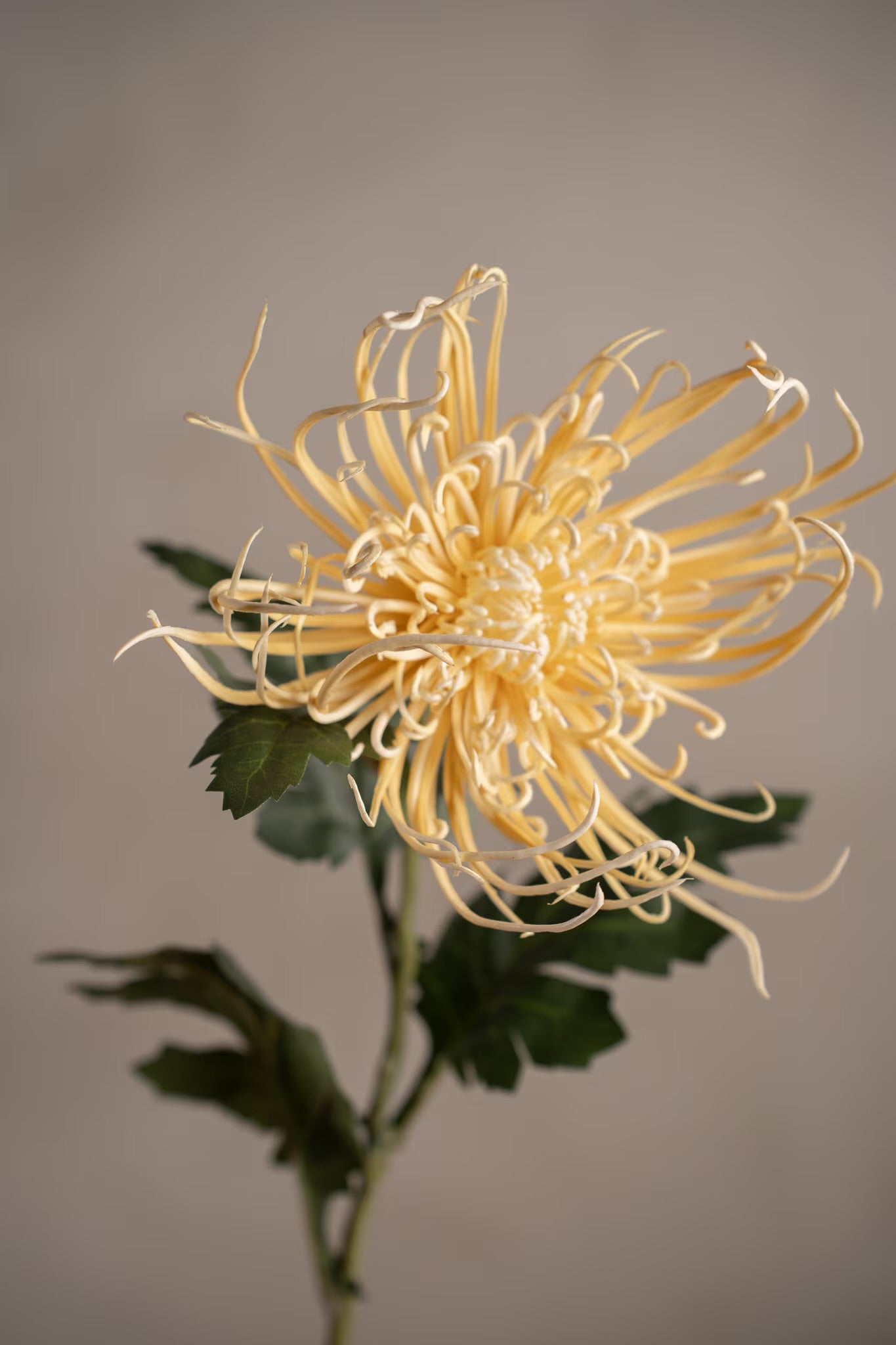Spindel chrysanthemum gul 70 cm