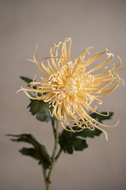 Spindel chrysanthemum gul 70 cm