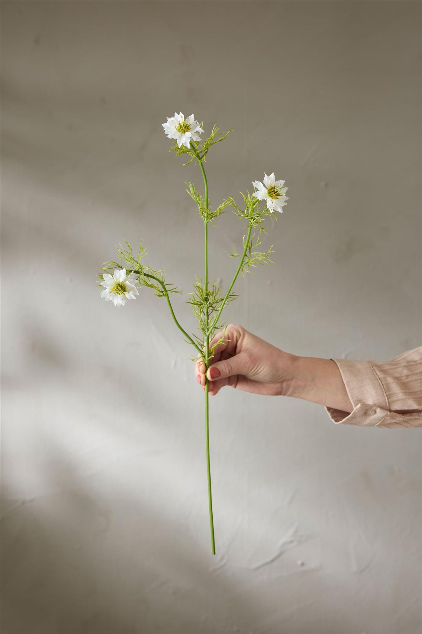 Nigella hvit 63 cm
